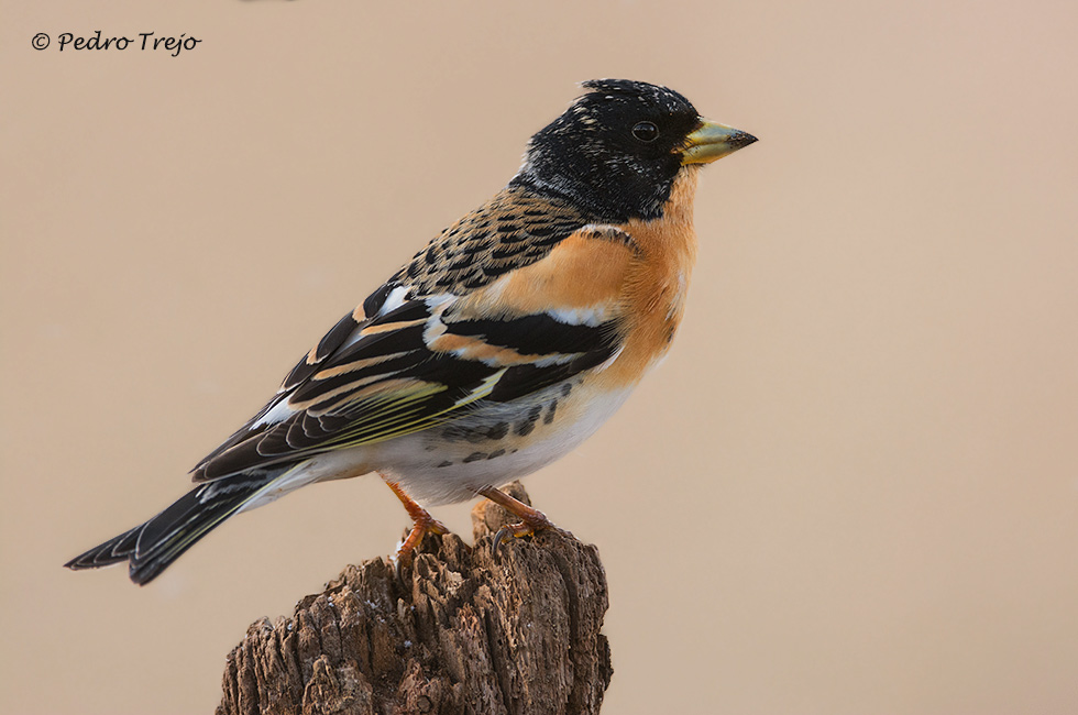 Pinzón real (Fringilla montifringilla)